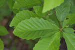 Chestnut oak